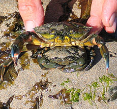 Le monde de l'estran (Crabe vert) © NE 17